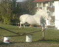 My-Horses (New) 9825070