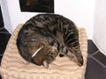 Unsere Katzen 11005614