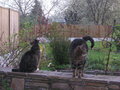 Unsere Katzen 11201257