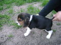 Unser Hund 36732616