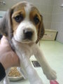 Beagle Welpen 22998064