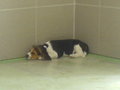 Beagle Welpen 22998389