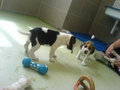 Beagle Welpen 22998407