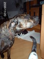 hunde und katzen 60202743