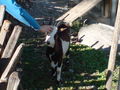 Innsbruck 09 67244972