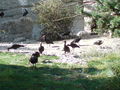 Innsbruck 09 67245038