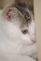 Figaro, Mila und Muckies 28937037