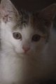 Figaro, Mila und Muckies 28937039