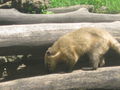 Tiergarten Schönbrunn 63038162