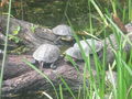 Tiergarten Schönbrunn 63043705