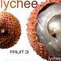 Lychee - Fotoalbum