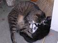 **Meine zwa sweet Katzen** 8415068