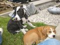 Ares und Leila 64084265