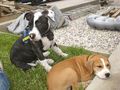 Ares und Leila 64084269