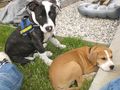 Ares und Leila 64084276