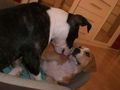 Ares und Leila 64086301