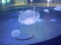 Mystic Aquarium 14073264