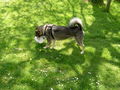My Dog Mäx 58162857
