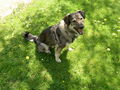My Dog Mäx 58163111