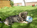 My Dog Mäx 58163784