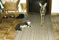 Katze Fredl und Rehbock Hansi (RIP) 52975566