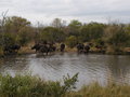 Ngala Private Game Reserve 16880690