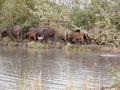 Ngala Private Game Reserve 16880704