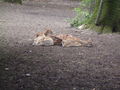 Unser erster Besuch im Tierpark 63476154