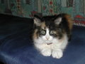 Meine Katze Molly... und mein Hase Fips 20832922