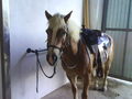 ***   °°°MY HORSE°°°   *** 67223925