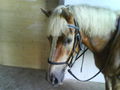 ***   °°°MY HORSE°°°   *** 67223926