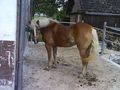 ***   °°°MY HORSE°°°   *** 67223968