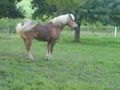 ***   °°°MY HORSE°°°   *** 67223970