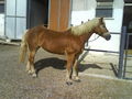 ***   °°°MY HORSE°°°   *** 67223972