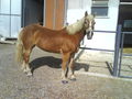 ***   °°°MY HORSE°°°   *** 67223973