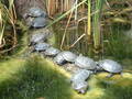 Tierpark Schönbrunn 8754762