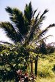 Hawai'i 2001-Maui 15578544