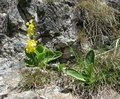 Palfau - Steiermark II 19125081