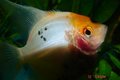 ***unser aquarium*** 11316444