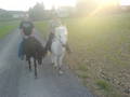 Ausreiten mit Hannah und Andi ... 7272881