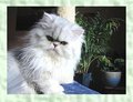 Cat - Fotoalbum
