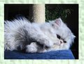 Cat - Fotoalbum