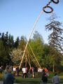 maibaum 38494706