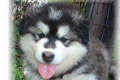 Alaskan Malamute  34149057