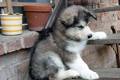 Alaskan Malamute  34149064