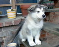 Alaskan Malamute  34149069