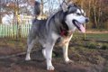 Alaskan Malamute  34149073