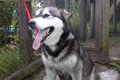 Alaskan Malamute  34149076