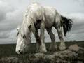 ~Shire Horse~ 35775400