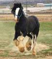 ~Shire Horse~ 35775417